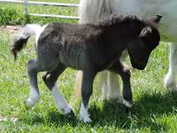 فرس, Miniature horse — الصورة 5