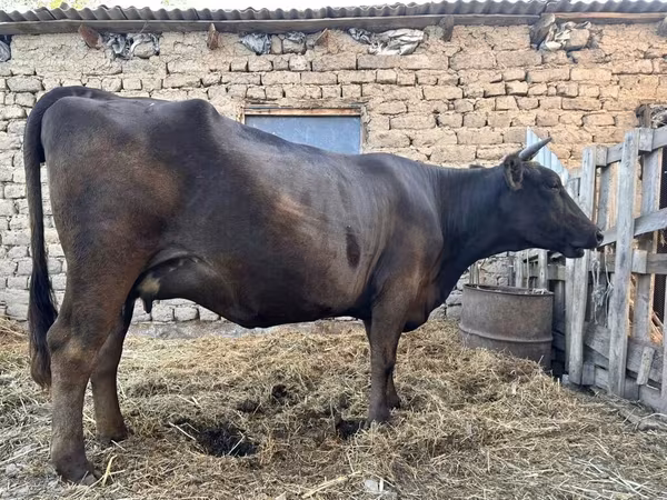 母牛, Ukrainian Brown Dairy Cattle