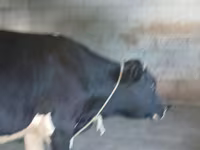 Toro, Raza Holstein — foto 4