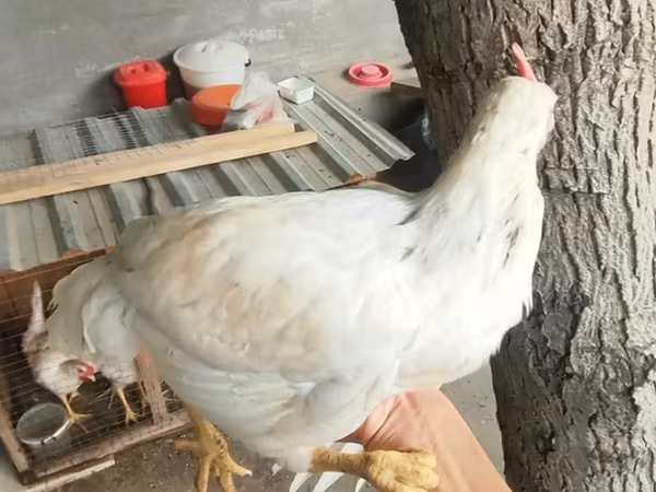 Chickens