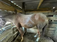 母马, Horses — 照片 2