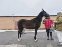 فرس, Akhal-Teke — الصورة 2