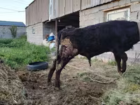Toro, Simmental cattle — foto 5