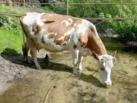 Kuh, Holstein-Rasse — Foto 6
