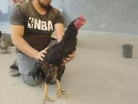 Shamo chickens — photo 3