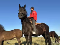 母马, Friesian — 照片 1