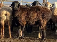 نعجة, Edilbay sheep — الصورة 3