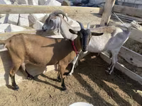 बकरी, Saanen goat — फ़ोटो 1