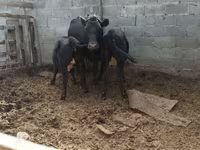 Kuh, Latvian Blue cattle — Foto 3