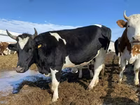 Cow, Russian Black pied cattle — photo 1