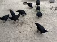 जर्सी जायंट — फ़ोटो 3
