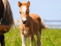 Horses (batch, sex not specified), Shetland Pony — photo 7