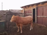 Bull, Auliyeatinskaya breed — photo 5