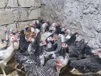 Chickens — फ़ोटो 4