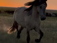 Hengst, Bashkir horse — Foto 1