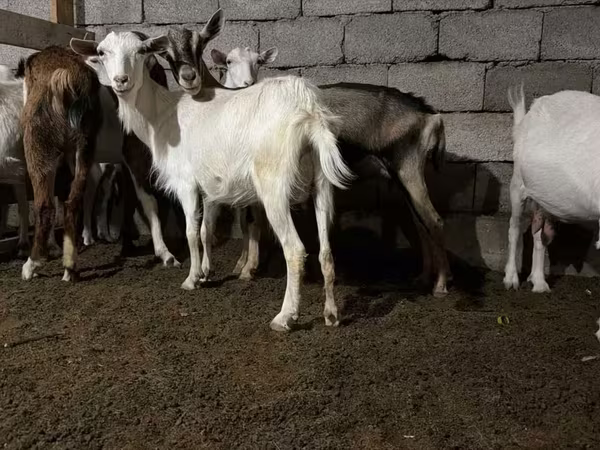 Коза, Зааненская коза