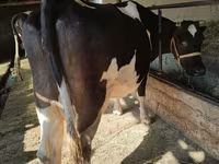 Vaca, Raza Holstein — foto 4