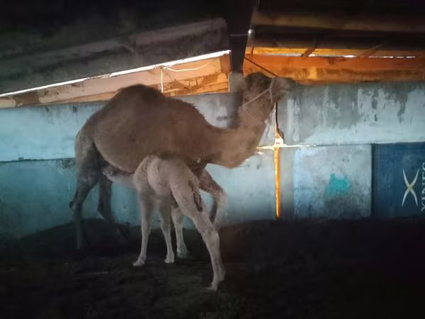 Camel Female, Camels