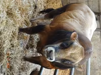 Toro, Partenaise cattle — foto 1