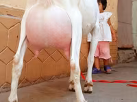 Ziegenbock, Saanen goat — Foto 5
