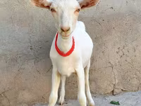 عنزة, Saanen goat — الصورة 2