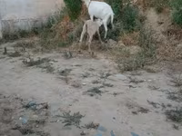 عنزة, Saanen goat — الصورة 6