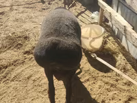 मेढ़ा, Blackheaded Persian sheep — फ़ोटो 4