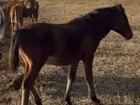 Caballo, Mugalzhar horse — foto 2