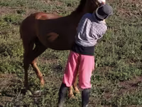 घोड़ा, Tiger horse — फ़ोटो 6
