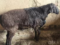 Ram, Hissar sheep — photo 4