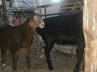 Oveja, Ovejas — foto 5