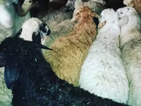 كبش, الأغنام — الصورة 2