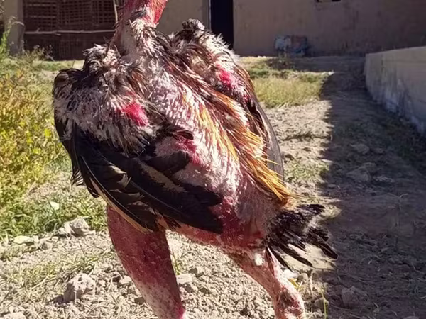 Chickens