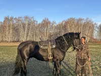 Horse (M), Kustanai horse — photo 1