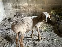 Sheep, Katum sheep — photo 2