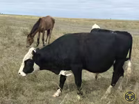 Vaca, Vaca roja sin cuernos — foto 1