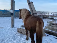 Horse (M), Yakutian horse — photo 1