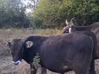 公牛, Brown Carpathian breed — 照片 4