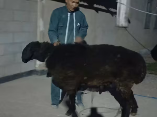 Ram, Karakul sheep
