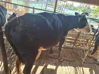 Cow, Latvian Blue cattle — photo 2