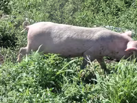 Schweine (Partie, Geschlecht nicht angegeben), Ландрас — Foto 5