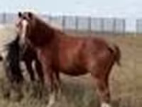 Horse (M), Horses — photo 8