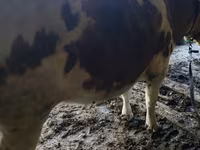 公牛, Simmental cattle — 照片 3