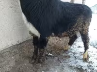 Toro, Ganado vacuno — foto 1