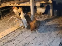 بانتام — الصورة 1