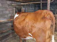 بقرة, Simmental cattle — الصورة 2