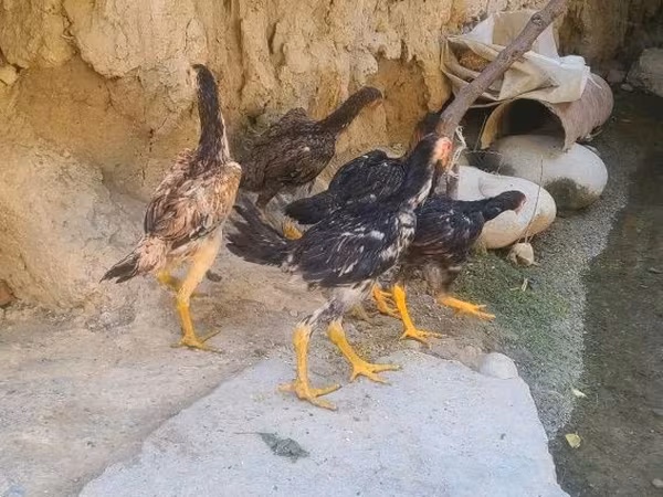 Chickens
