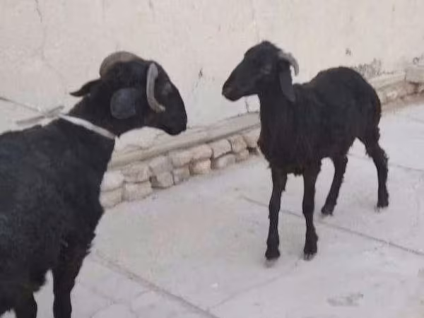 Sheep, Arabi sheep