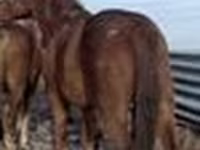Horse (M), Kustanai horse — photo 4