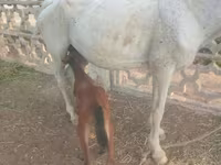 Mare, Horses — photo 4